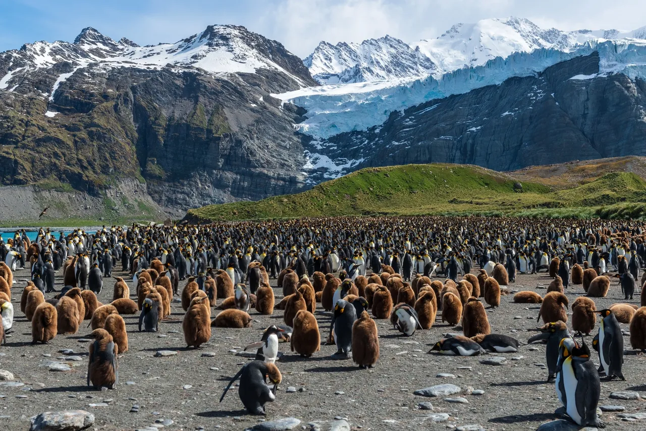 South Georgia and the Falklands