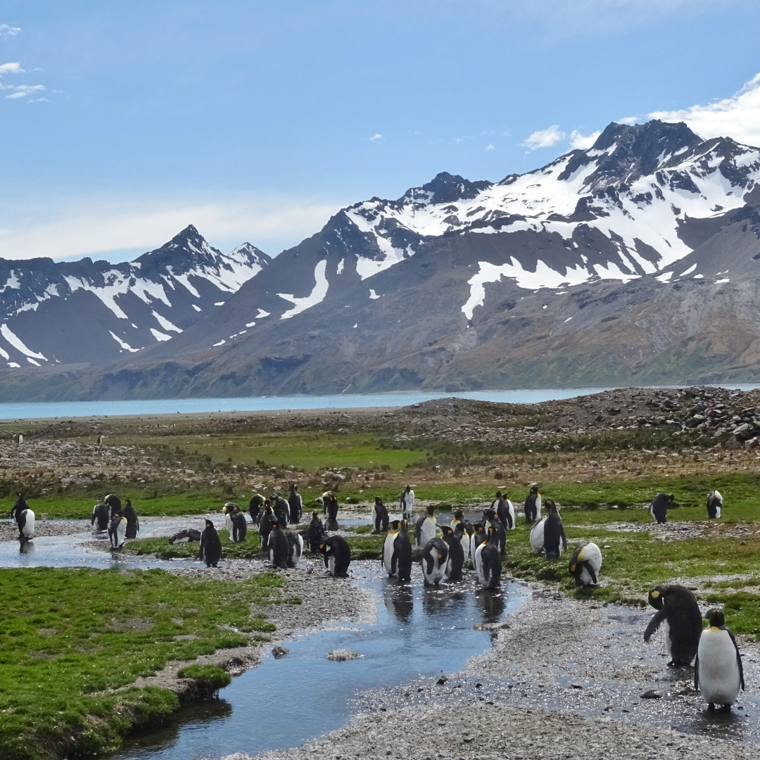 South Georgia: An Island of Wild Wonders and Intriguing History