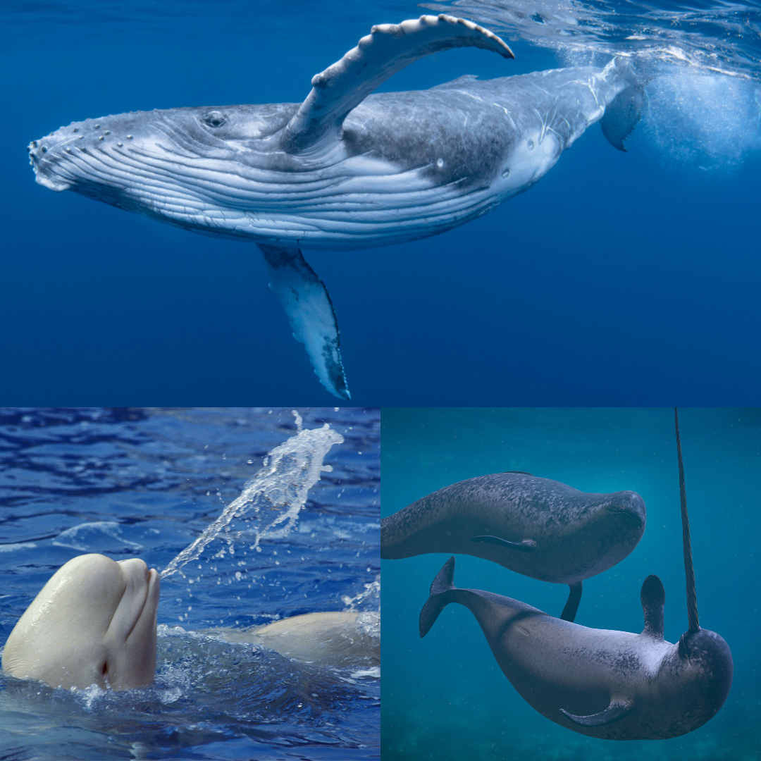 The Mysteries of Polar Whales: Unraveling their Migration Patterns