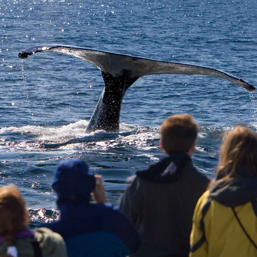 Whale Watching in the Polar Regions: A Unique Wildlife Experience