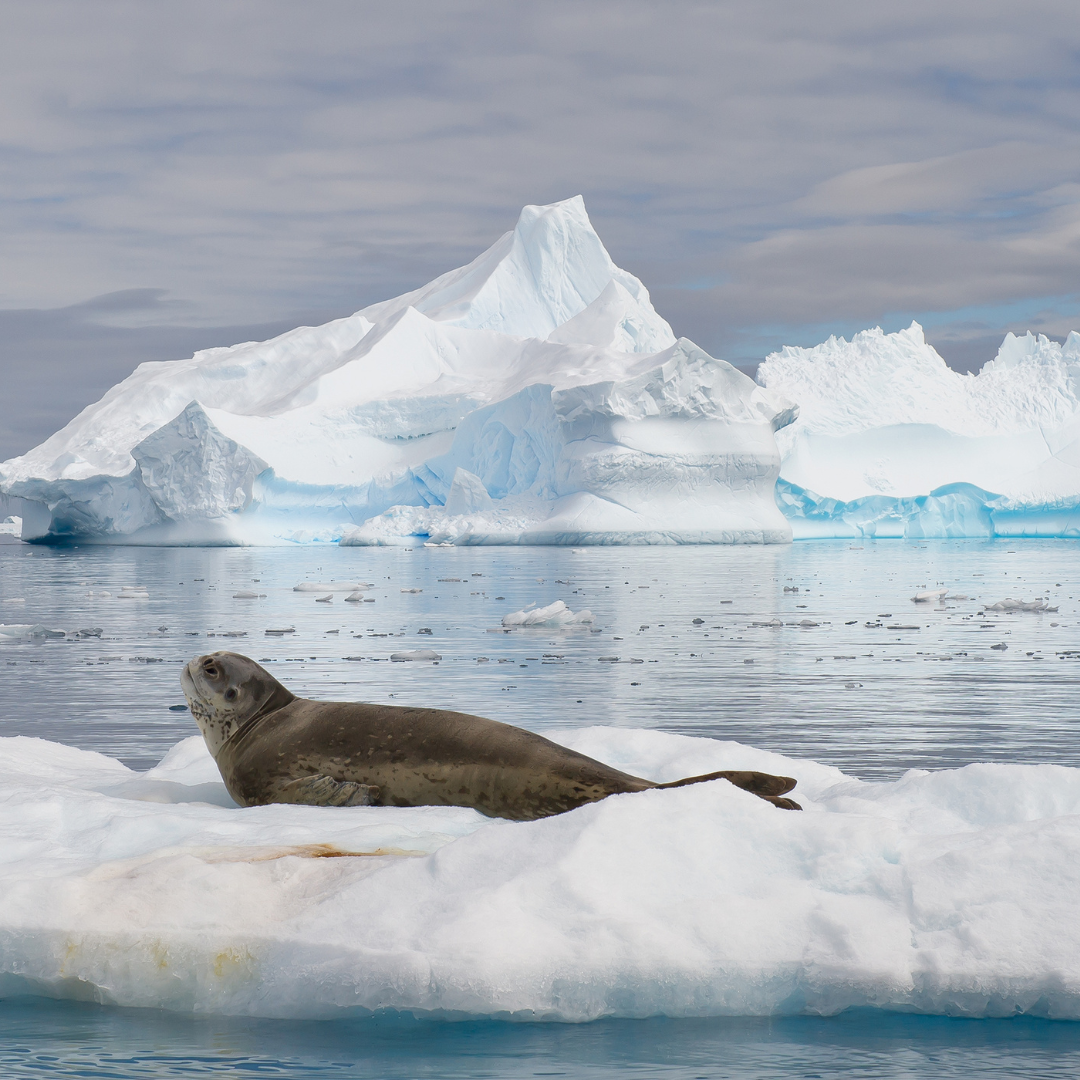 Leopard Seals: Top Predators of Antarctica’s Waters