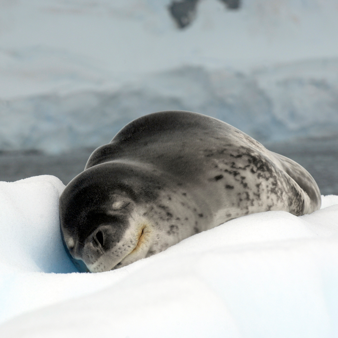 Antarctic Leopard Seals: Guardians of the Frozen Realm