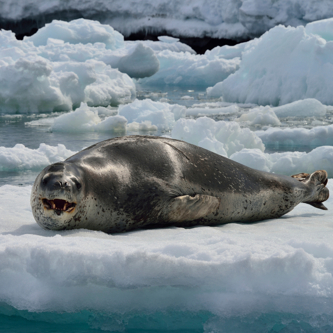 Antarctic Adventures: Filming and Photographing Leopard Seals