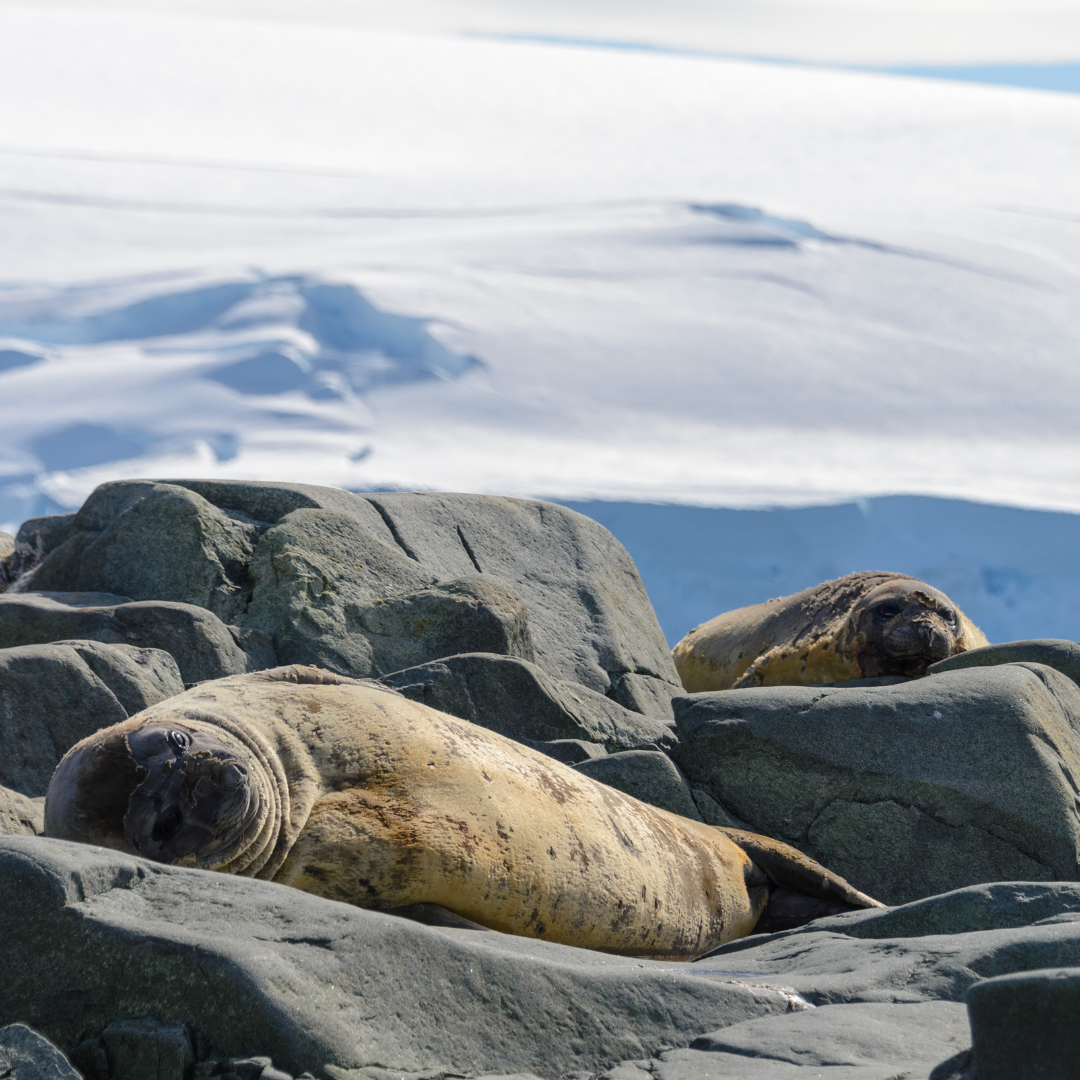 Leopard Seal Migrations: Unlocking the Secrets of Their Journeys