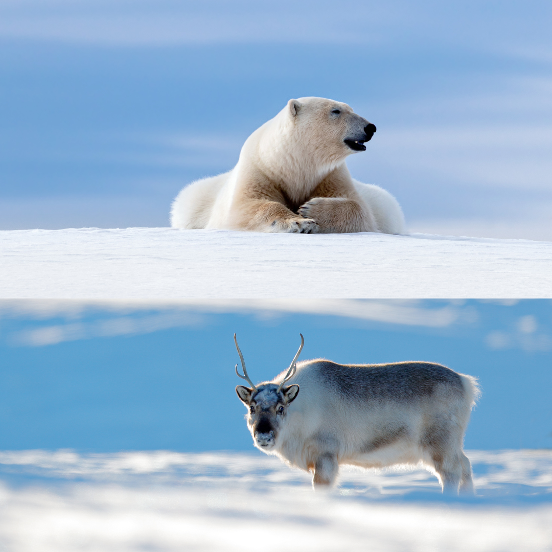 Polar Bears and Reindeer: Wildlife Encounters in Svalbard