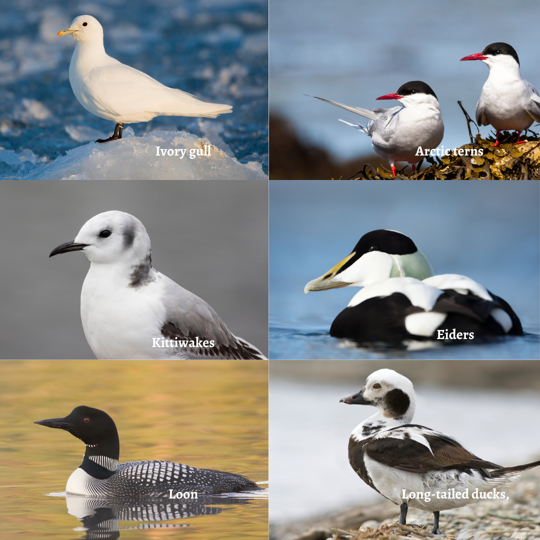 Birdwatcher’s Paradise: Exploring Svalbard’s Unique Avian Species