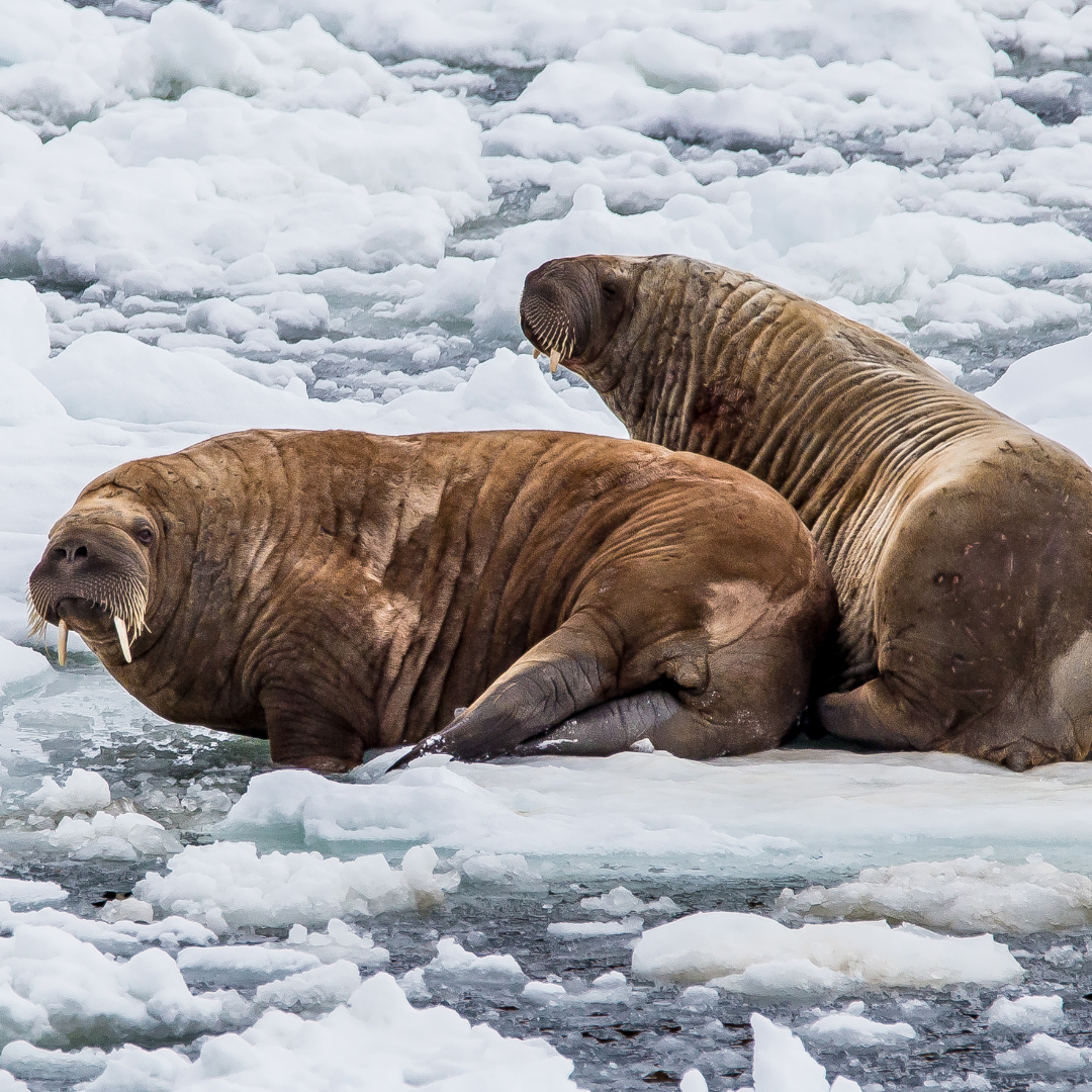 Walrus Watching in the Polar Region: A Once-in-a-Lifetime Experience