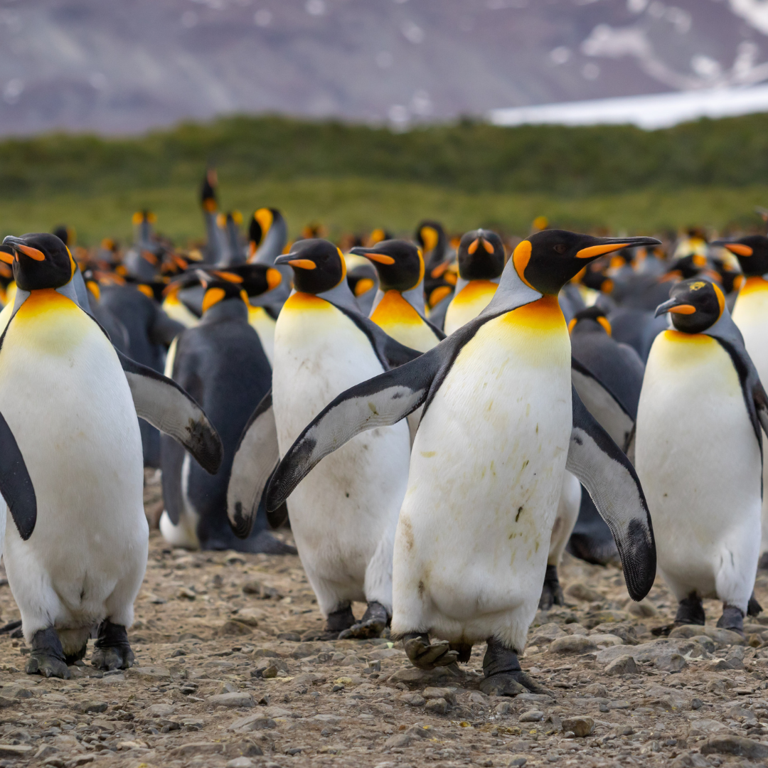 King Penguins of South Georgia: Nature’s Majestic Monarchs