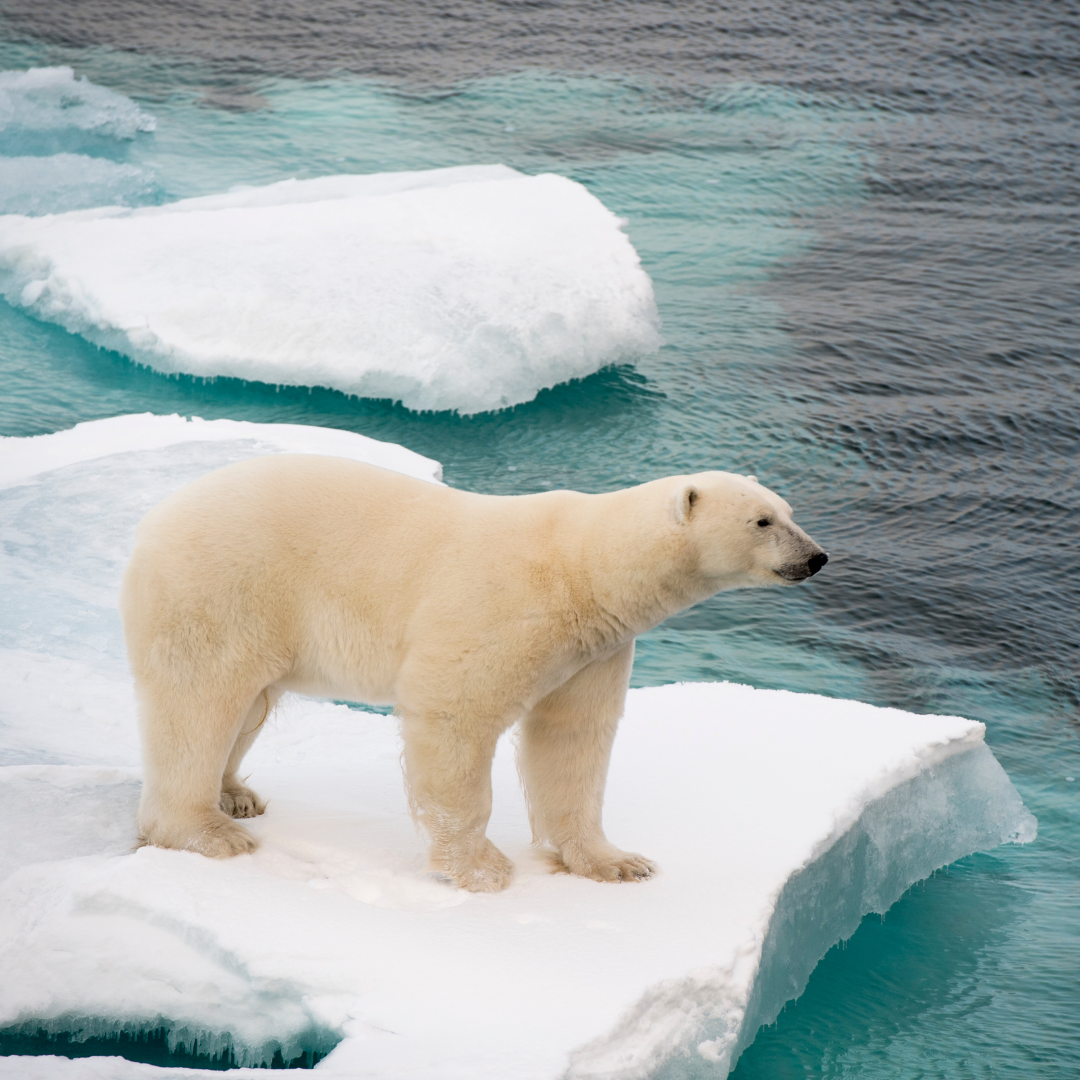 The Arctic’s Iconic Predators: Exploring the World of Polar Bears in the Polar Region