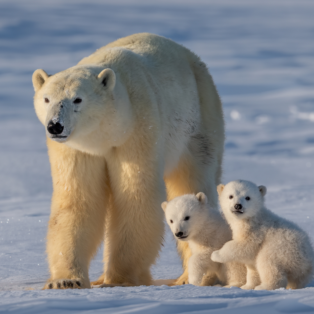 Survival on Ice: How Polar Bears Adapt to the Harsh Arctic Conditions