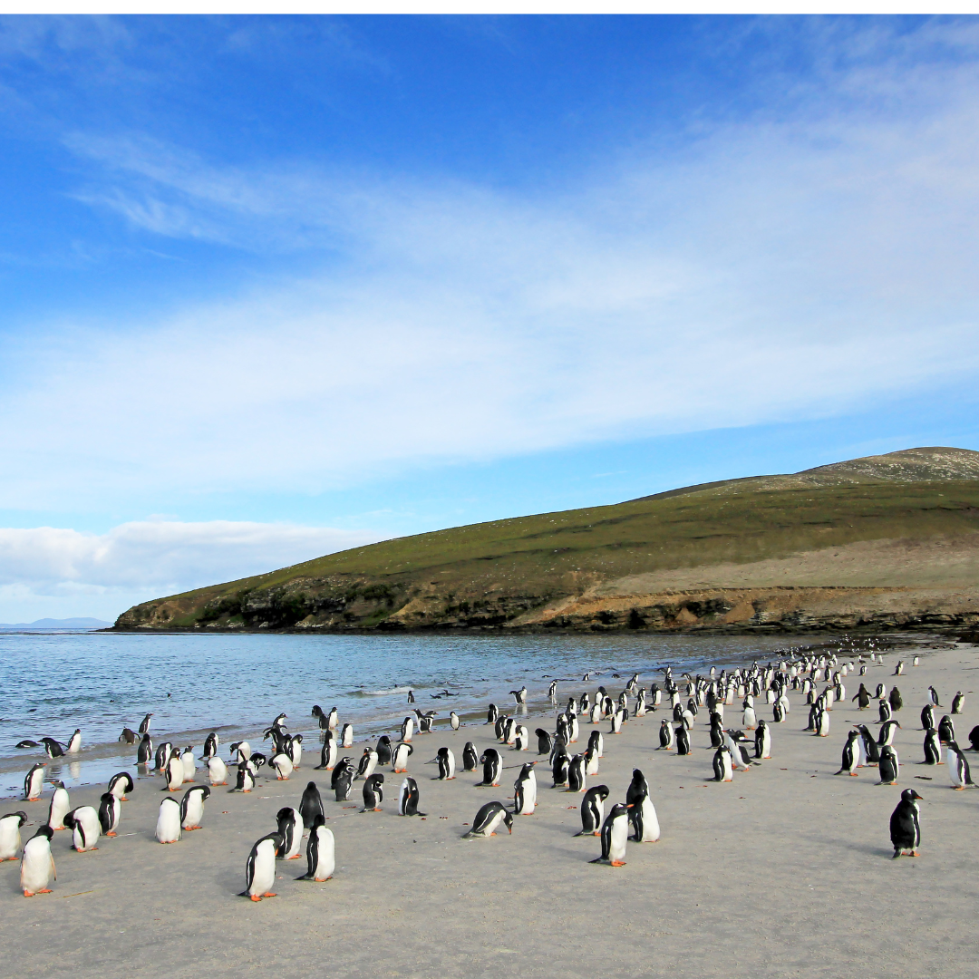  A Journey Through the Natural Wonders of the Falkland Islands