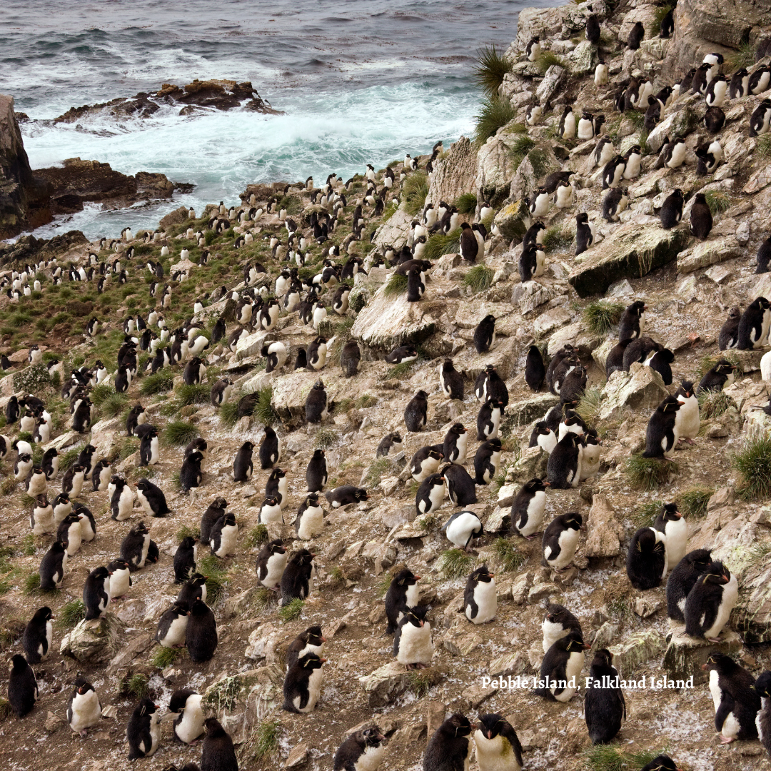 Exploring the Pristine Beauty of the Falkland Islands: A Wildlife Lover’s Paradise