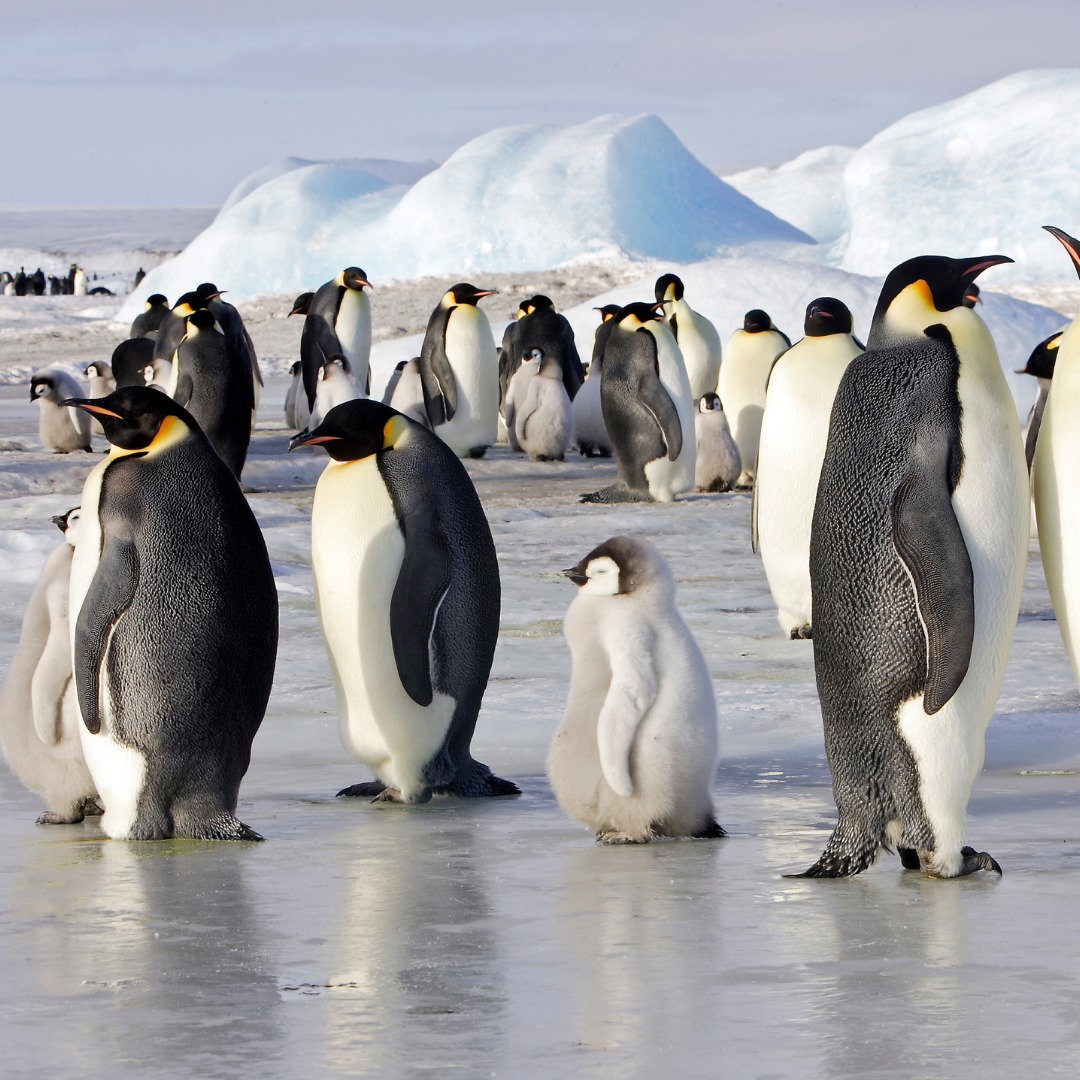 Snow Hill Island: A Majestic Encounter with Emperor Penguins