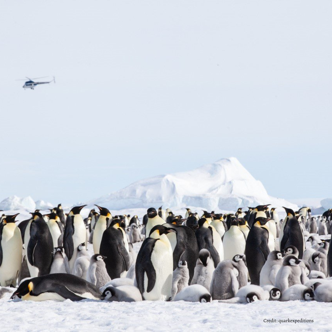 Penguins, Icebergs, and Pristine Landscapes: Highlights of Snow Hill Island