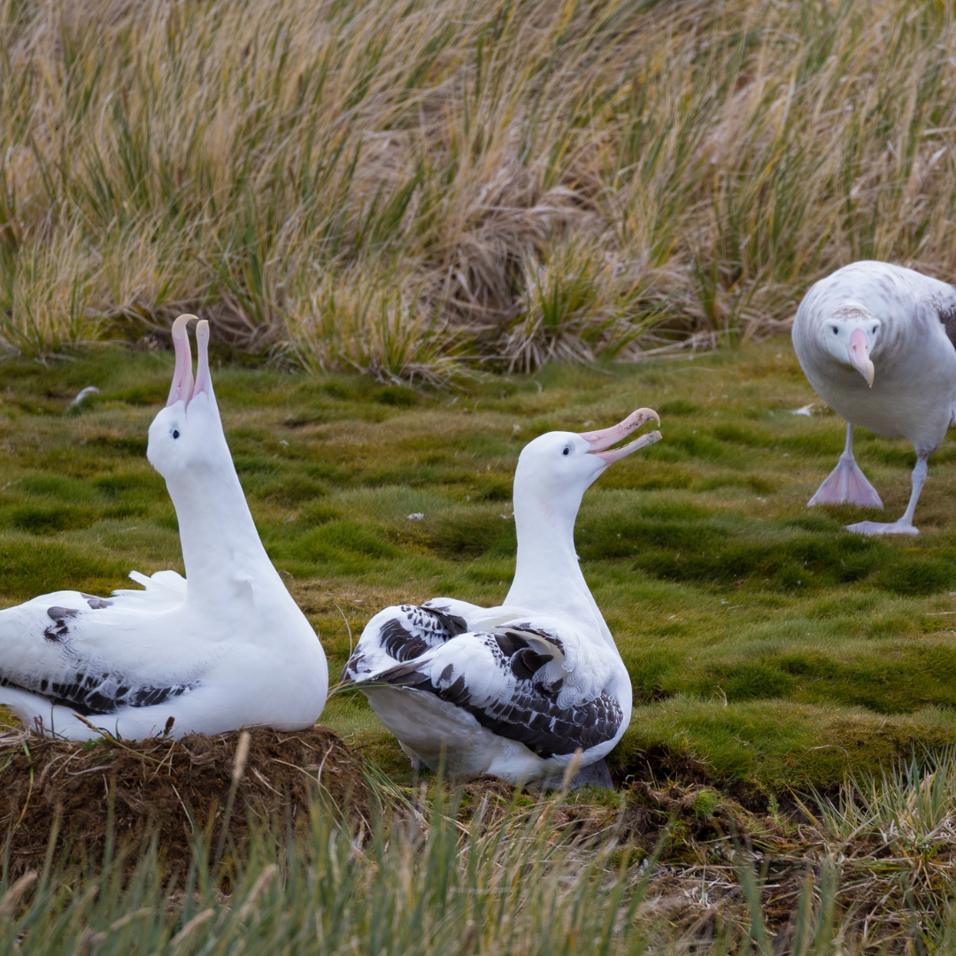 Birdwatching in South Georgia: A Paradise for Ornithologists