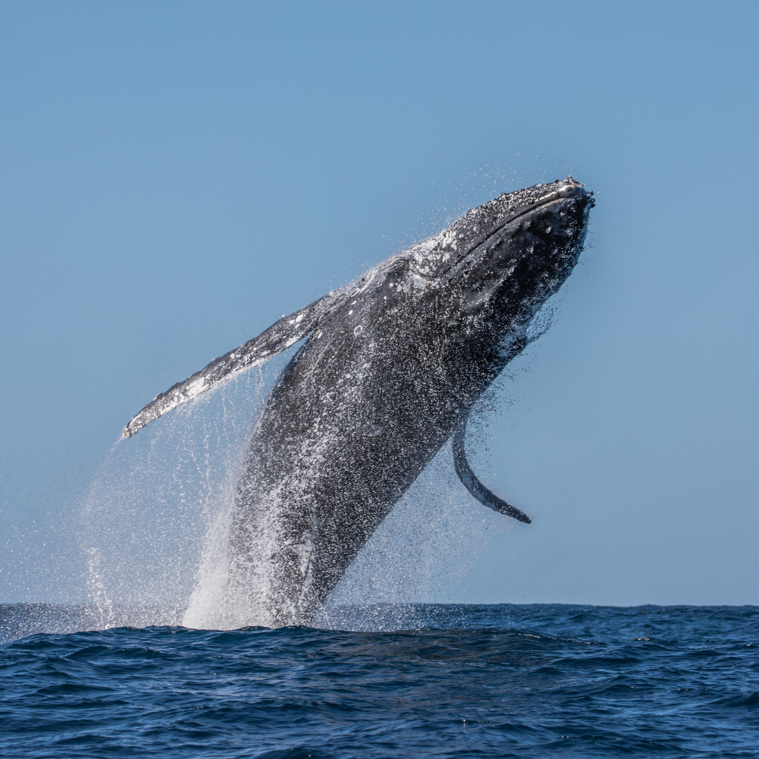 Whale-Watching Adventures: Encounters in South Georgia’s Seas