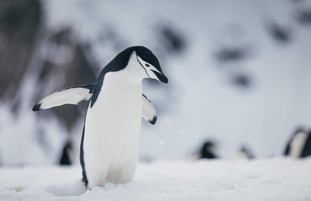 Antarctic Explorer Discovering the 7th Continent