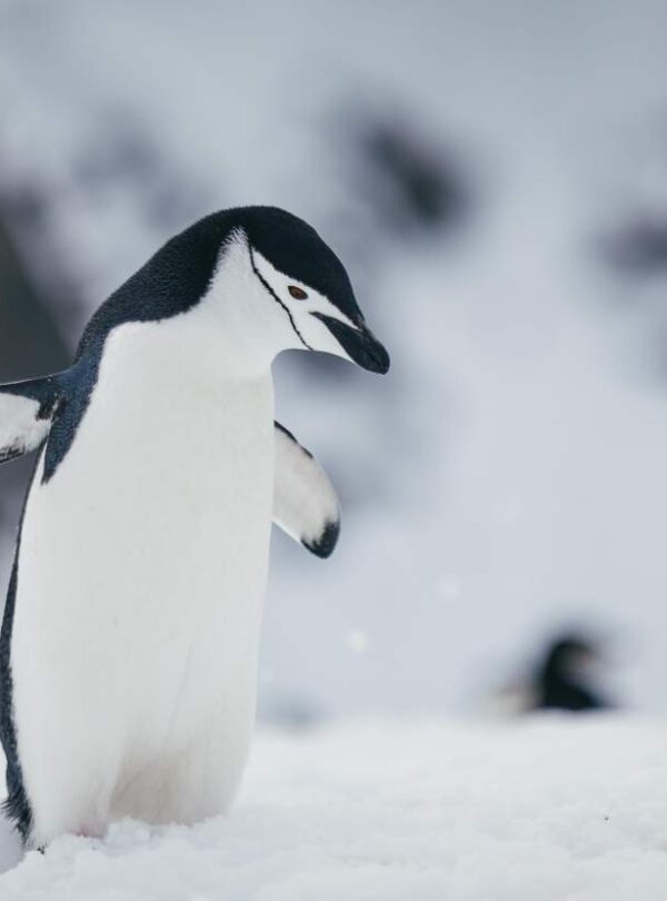 Antarctic Explorer Discovering the 7th Continent