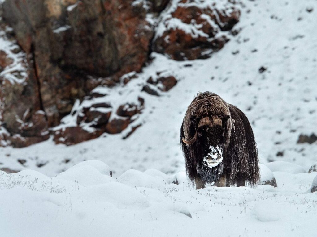 Canada’s Remote Arctic 1