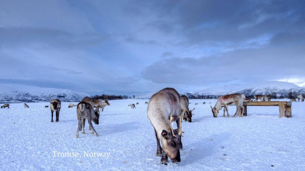 Tormoso Norway