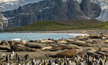 Antarctica, South Georgia & Falkland Islands (Scenic)