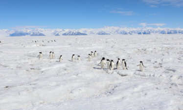 Mawson’s Antarctica: Along the East Coast (Scenic)
