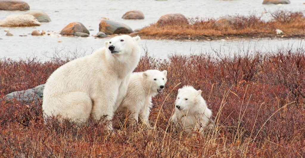 Canada's Premier Polar Bear Adventure 2