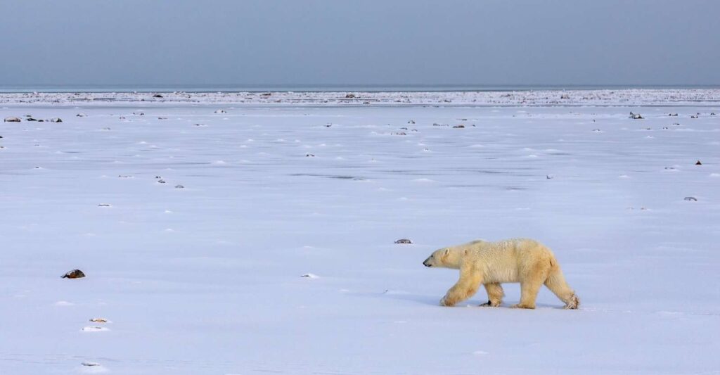 Canada's Premier Polar Bear Adventure 5