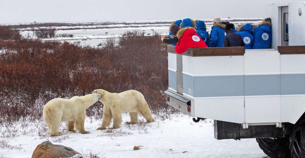 Canada's Premier Polar Bear Adventure 6