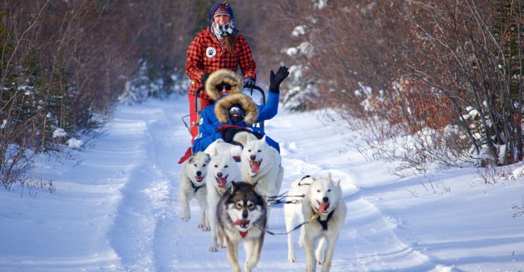 Canada's Premier Polar Bear Adventure 7