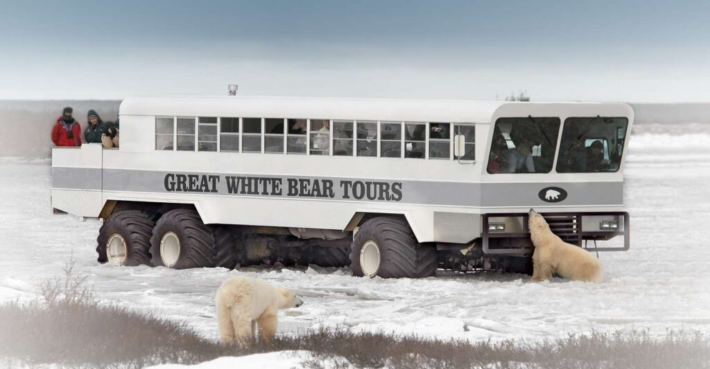 Canada's Premier Polar Bear Adventure 7