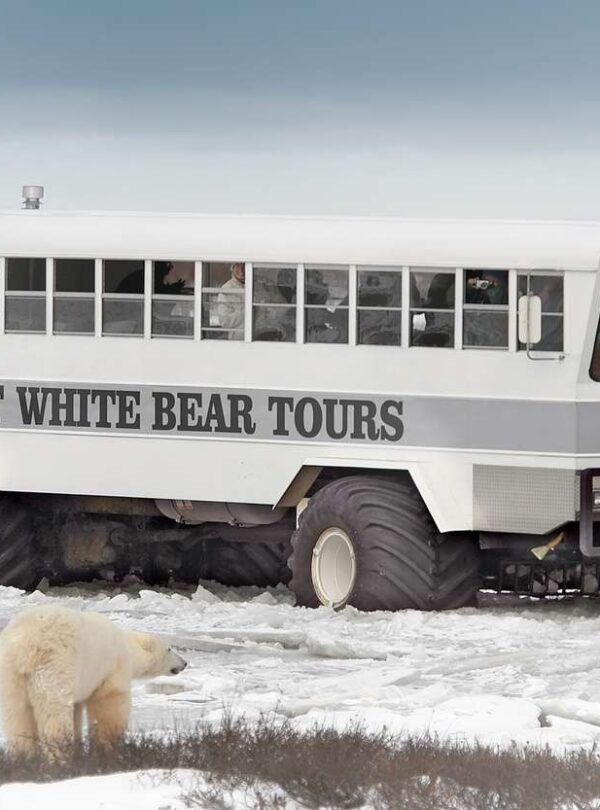 Canada's Premier Polar Bear Adventure 7