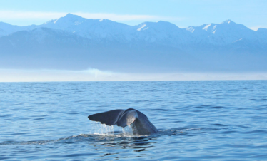 New Zealand Delights (Scenic Expeditions)