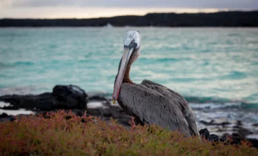 Aqua Mare_Avian_09.jpg