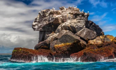 West Galapagos Expedition Cruise :Santa Cruz Island -Baltra Island (Aqua Expeditions)