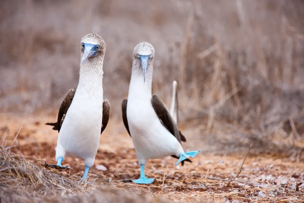 East Galapagos Expedition Cruise 1