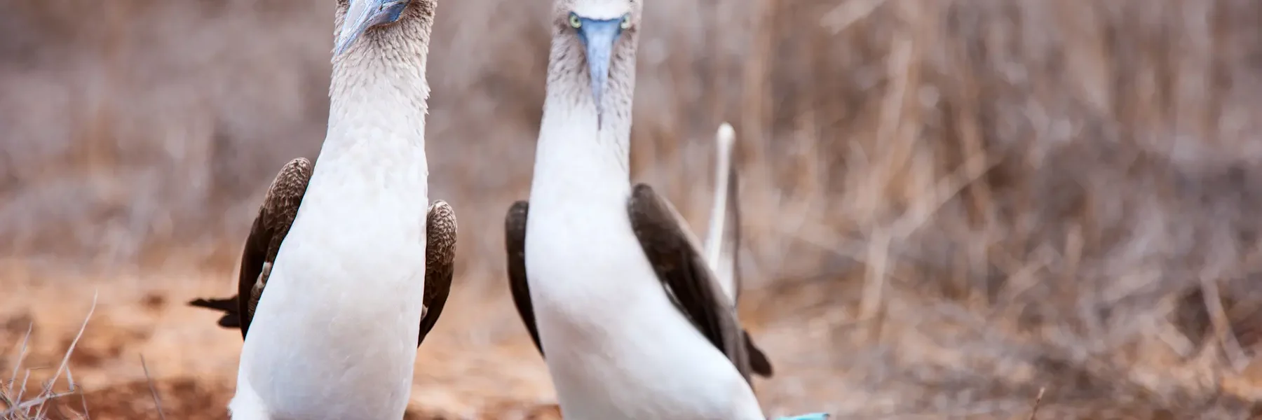 East Galapagos Expedition Cruise 1