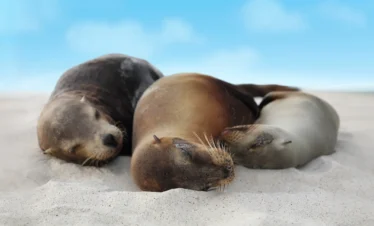 East & West Galapagos Expedition Cruise