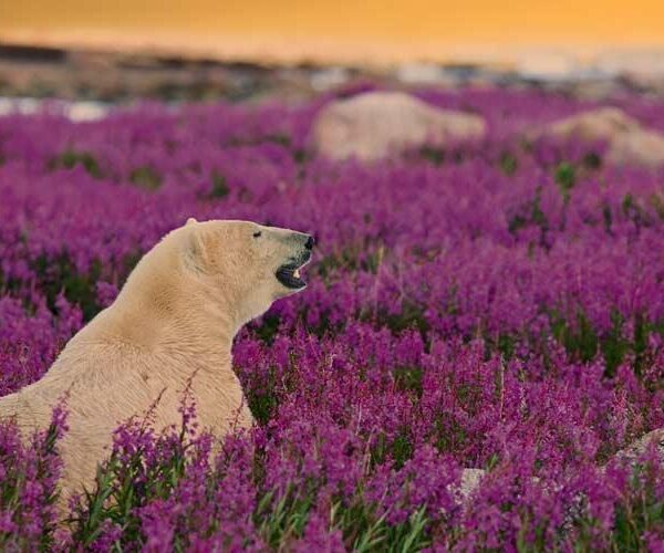 Belugas, Bears & Summer Wildlife of Churchill