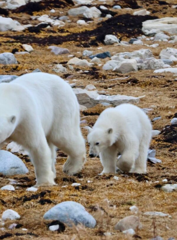 Polar Bear